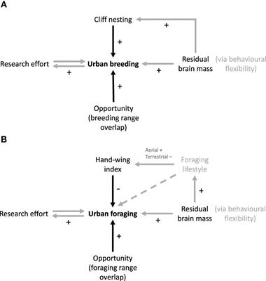 From the sea to the city: explaining gulls’ use of urban habitats